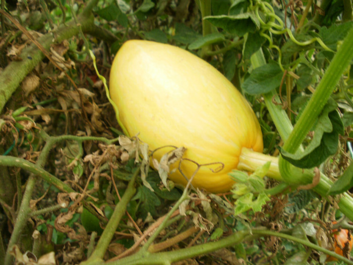 P9158192 - Gradina de legume 2012