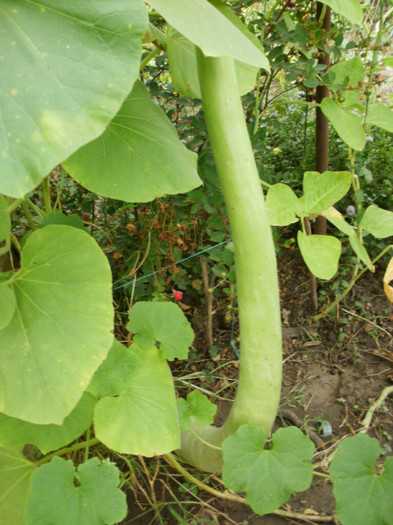 P9158219 - Gradina de legume 2012