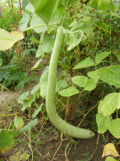 P9158228 - Gradina de legume 2012