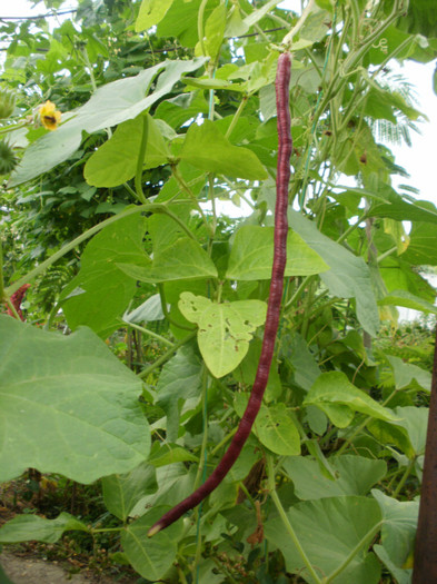 P9158231 - Gradina de legume 2012