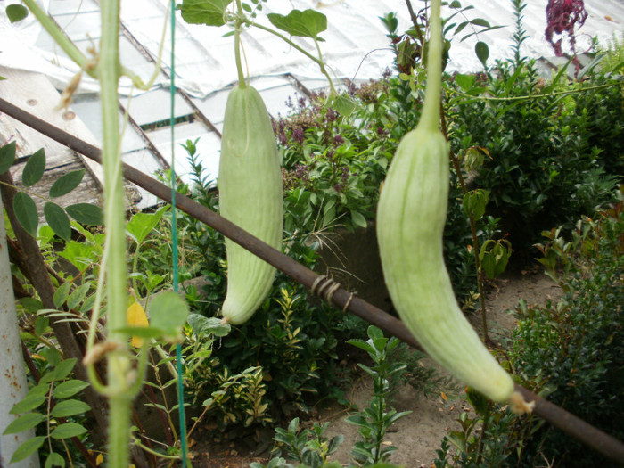 P9158247 - Gradina de legume 2012