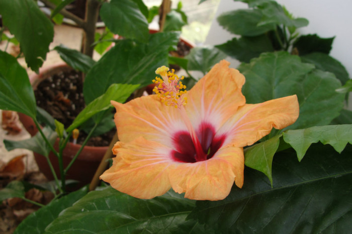  - B-hibiscus-2012 4