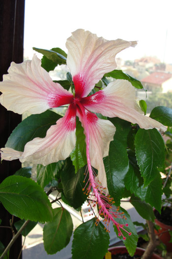 hibiscus Rowenas Weeding