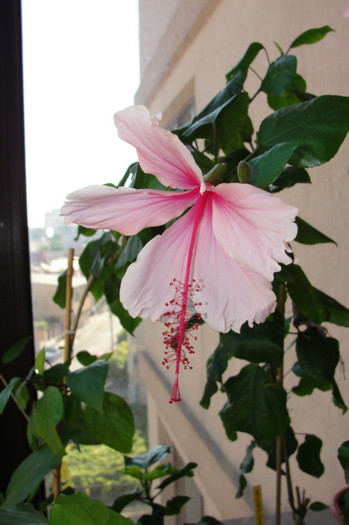 hibiscus Pink Wings - B-hibiscus-2012 4