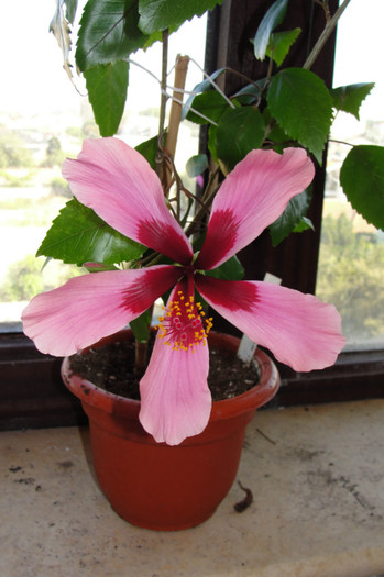 hibiscus Fidjian Island
