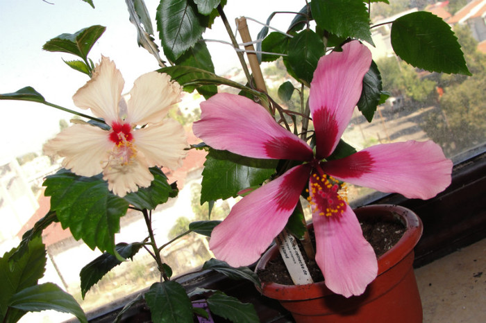 hibiscus Sri Lanka si hibiscus Fidjian Island