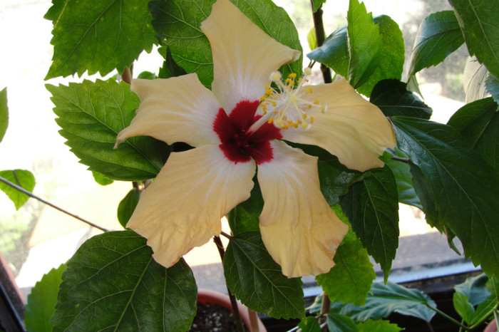 hibiscus Lutea