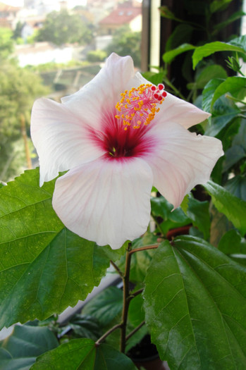 dimineata