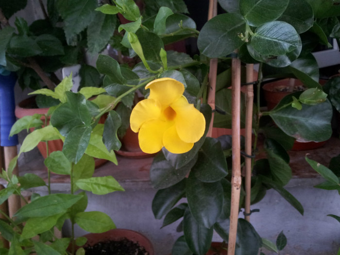 mandevilla - plantele mele