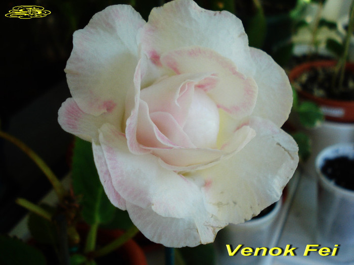 Venok Fei (10-X-2012) - Gloxinii 2012