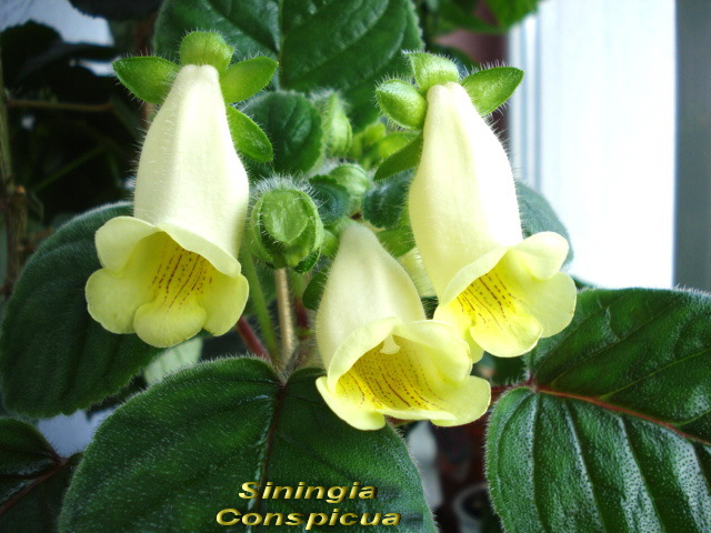 siningia Conspicua (9-04-2011) - Gloxinii