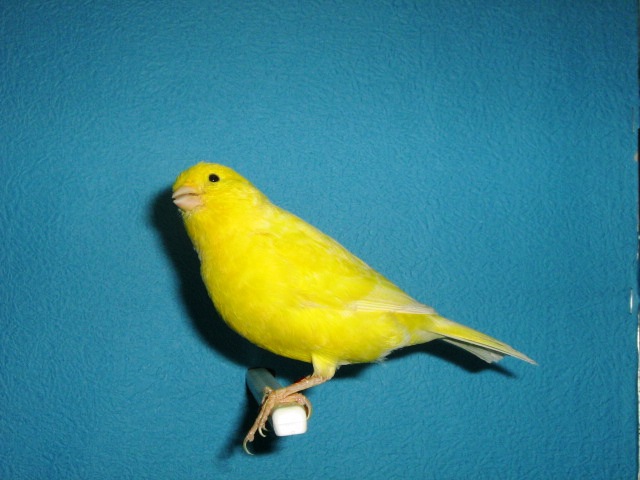 IMG_0066 - CANARI PUI 2012