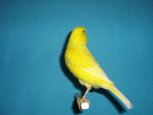 IMG_0067 - CANARI PUI 2012