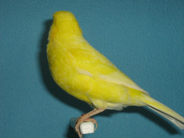 IMG_0070 - CANARI PUI 2012