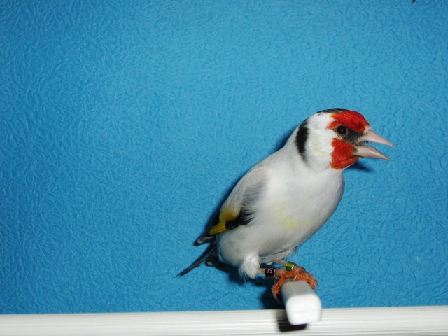 IMG_0054 - Crescatorie- TEAM SLAVUJAR- PUI 2012