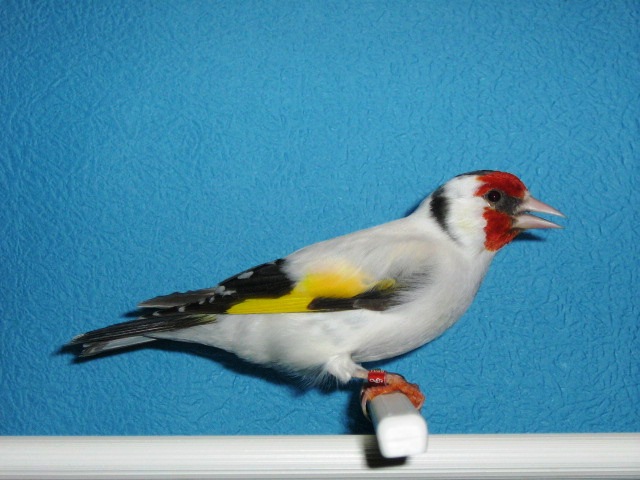 IMG_0055 - Crescatorie- TEAM SLAVUJAR- PUI 2012