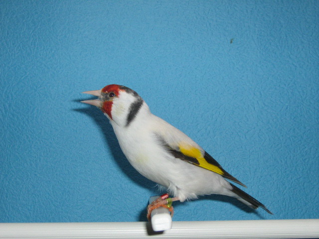 IMG_0058 - Crescatorie- TEAM SLAVUJAR- PUI 2012