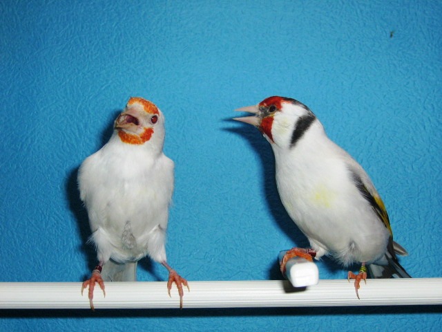 IMG_0061 - Crescatorie- TEAM SLAVUJAR- PUI 2012