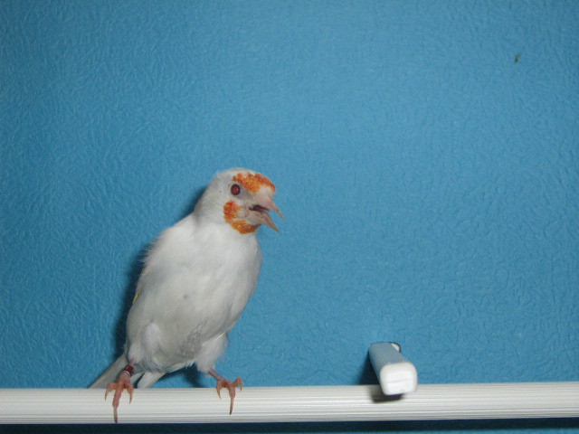 IMG_0062 - Crescatorie- TEAM SLAVUJAR- PUI 2012