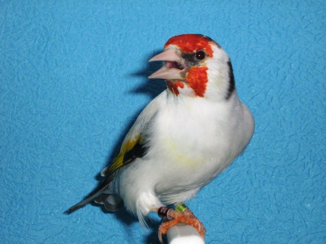 IMG_0057 - Crescatorie- TEAM SLAVUJAR- PUI 2012