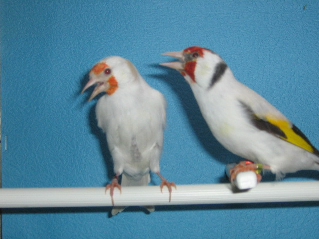 IMG_0059 - Crescatorie- TEAM SLAVUJAR- PUI 2012