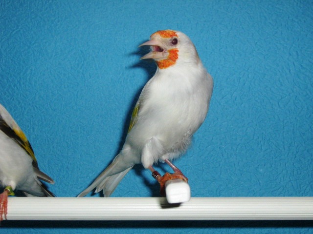 IMG_0065 - Crescatorie- TEAM SLAVUJAR- PUI 2012