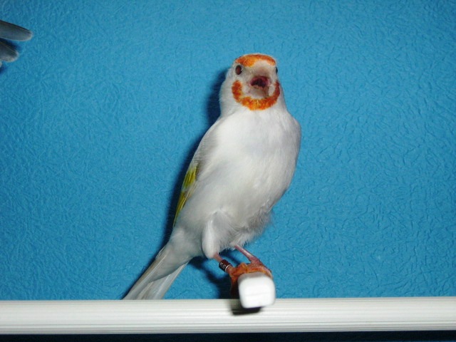 IMG_0066 - Crescatorie- TEAM SLAVUJAR- PUI 2012