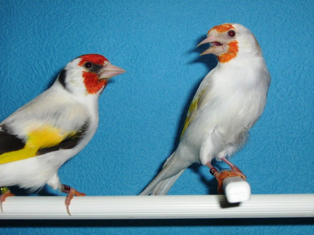 IMG_0069 - Crescatorie- TEAM SLAVUJAR- PUI 2012