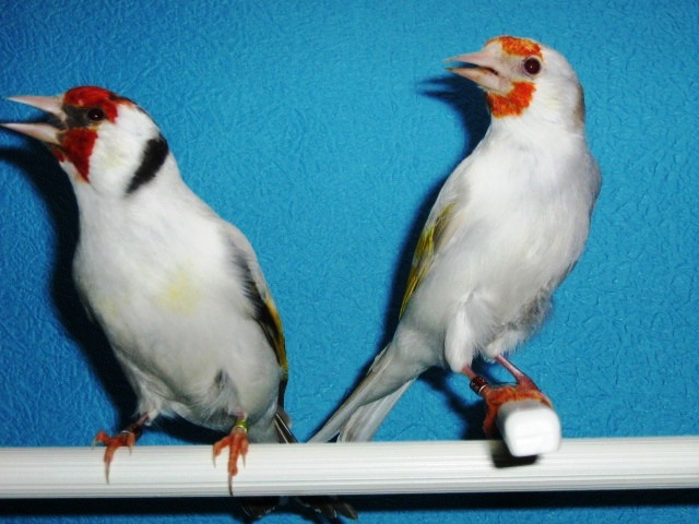 IMG_0070 - Crescatorie- TEAM SLAVUJAR- PUI 2012