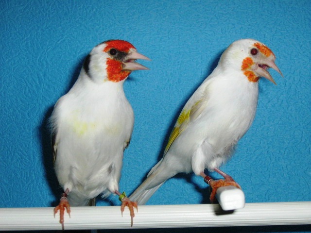 IMG_0071 - Crescatorie- TEAM SLAVUJAR- PUI 2012