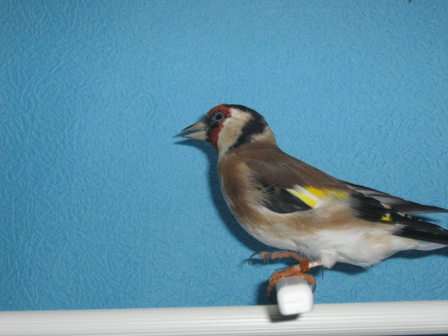 IMG_0073 - Crescatorie- TEAM SLAVUJAR- PUI 2012