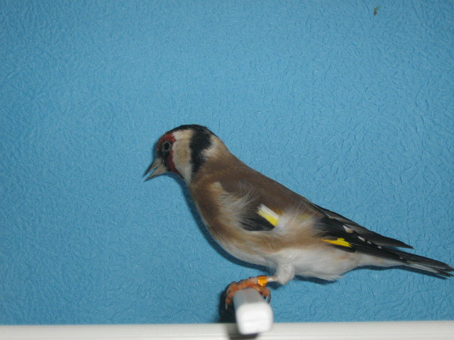 IMG_0074 - Crescatorie- TEAM SLAVUJAR- PUI 2012