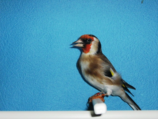 IMG_0075 - Crescatorie- TEAM SLAVUJAR- PUI 2012