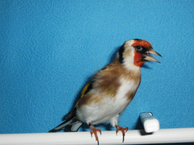 IMG_0078 - Crescatorie- TEAM SLAVUJAR- PUI 2012