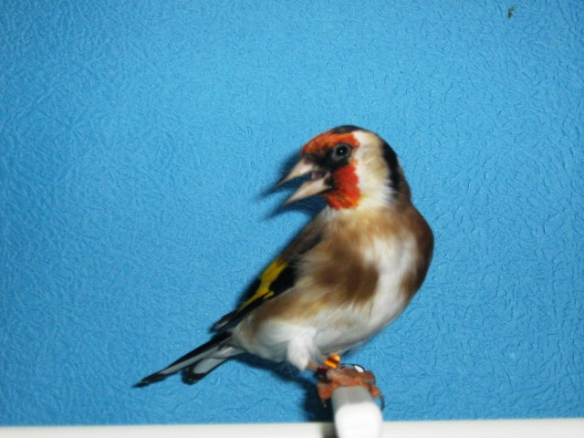 IMG_0081 - Crescatorie- TEAM SLAVUJAR- PUI 2012