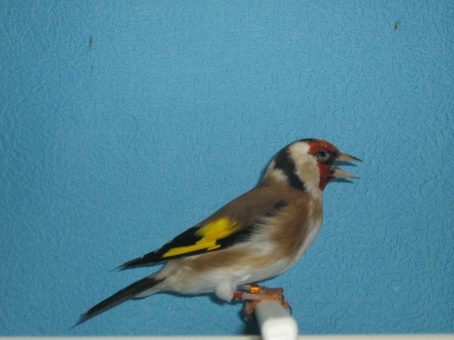 IMG_0084 - Crescatorie- TEAM SLAVUJAR- PUI 2012