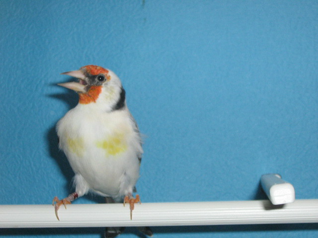 IMG_0085 - Crescatorie- TEAM SLAVUJAR- PUI 2012