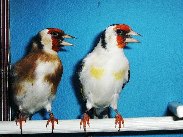 IMG_0087 - Crescatorie- TEAM SLAVUJAR- PUI 2012