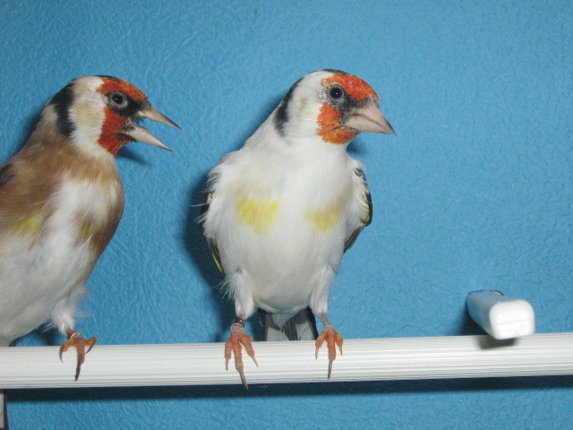 IMG_0089 - Crescatorie- TEAM SLAVUJAR- PUI 2012