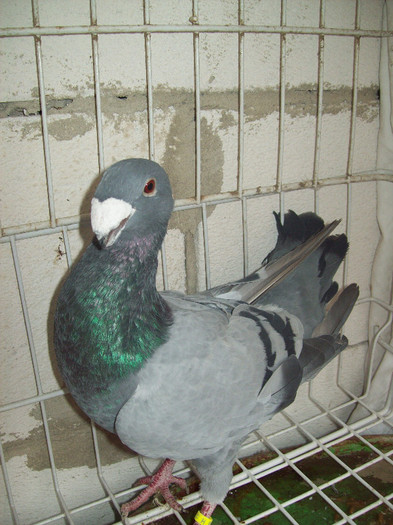 m2011 - ARHIVA GERMANI DE FRUMUSETE