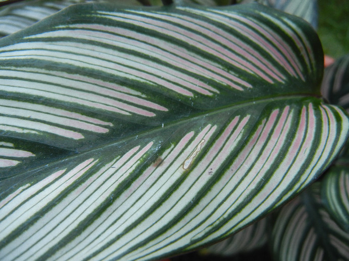 Calathea White Star (2012, Oct.10) - Calathea White Star