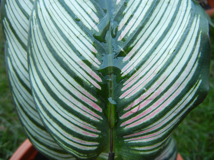 Calathea White Star (2012, Oct.10)