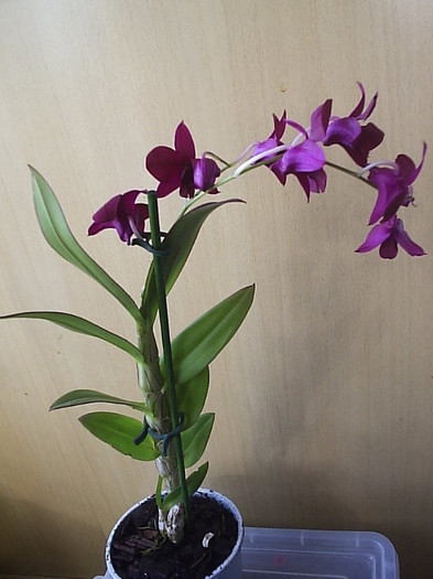 10.10.2012 - Dendrobium phalaenopsis