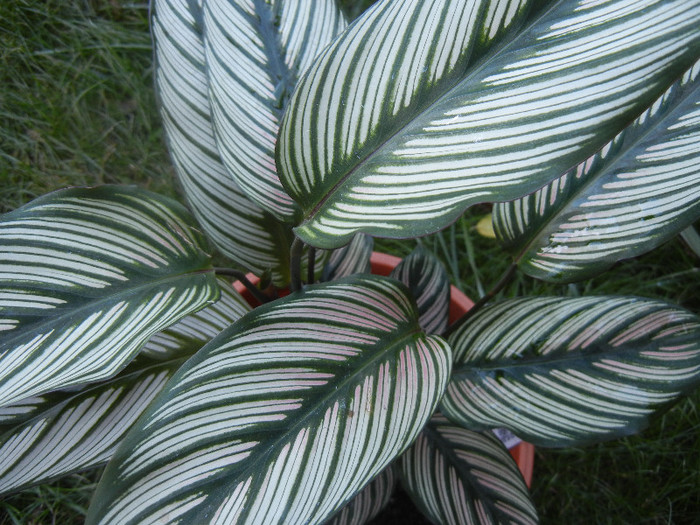 Calathea White Star (2012, Oct.10)