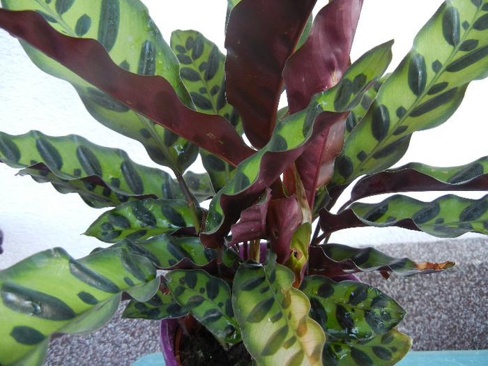 Calathea Insigne (2012, October 10)