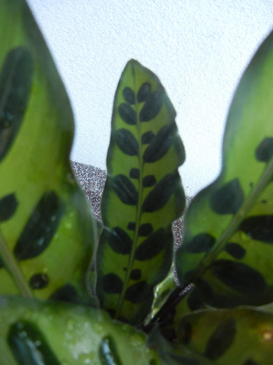 Calathea Insigne (2012, October 10) - Calathea Insigne