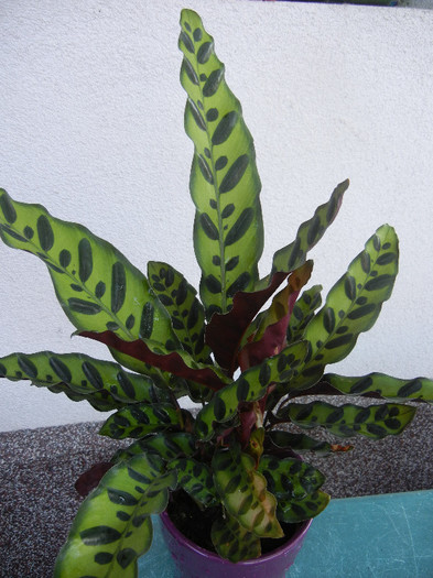 Calathea Insigne (2012, October 10) - Calathea Insigne