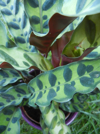 Calathea Insigne (2012, October 10) - Calathea Insigne