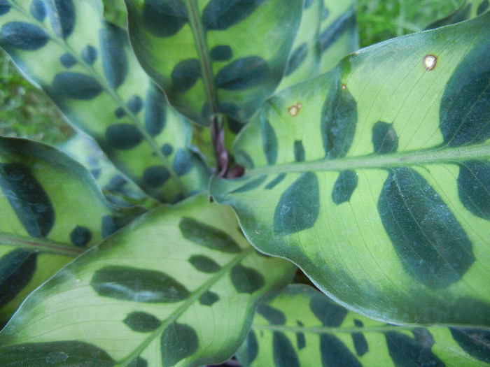 Calathea Insigne (2012, October 10) - Calathea Insigne