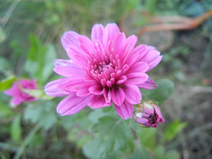 Pink Chrysanthemum (2012, Oct.03) - Pink Chrysanthemum